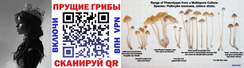 Галлюциногенные грибы Magic Shrooms  закладки  Сухой Лог 